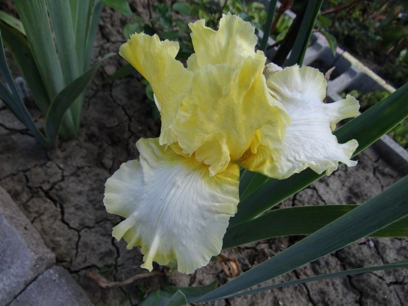 Sunshine and Snow - Irisi