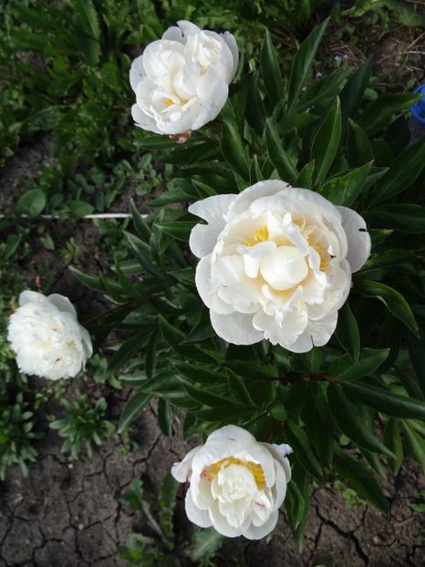 Gardenia - Bujori
