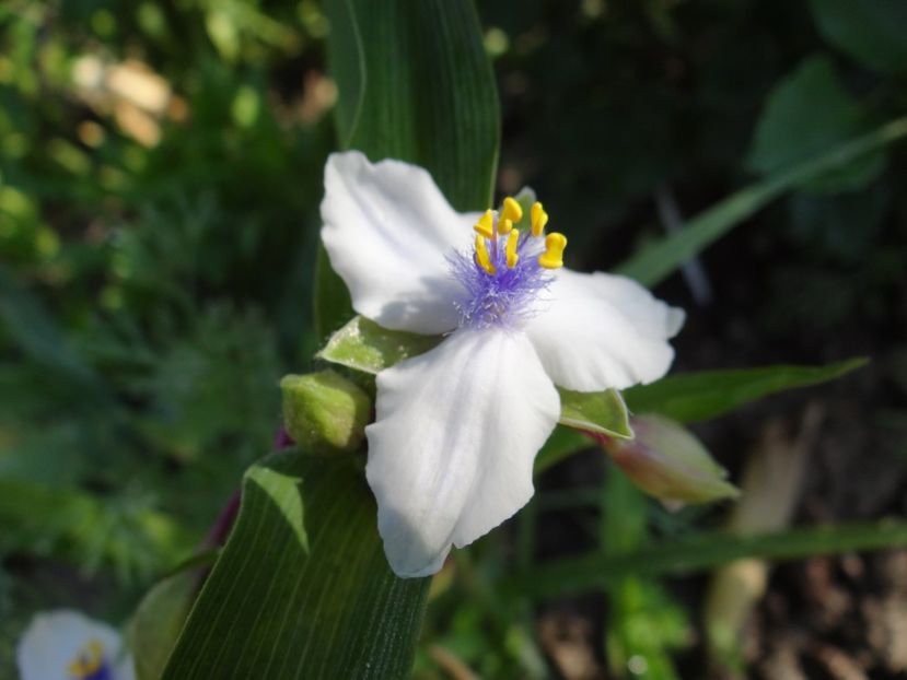 tradescantia Osprey - Bye-Bye Primavara