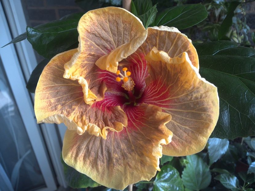 Tigerama - 0Hibiscus in colectie infloriti