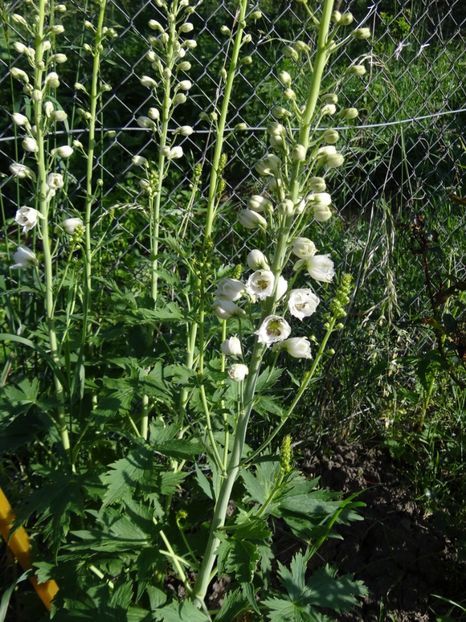 de cand astept sa infloreasca - Bye-Bye Primavara