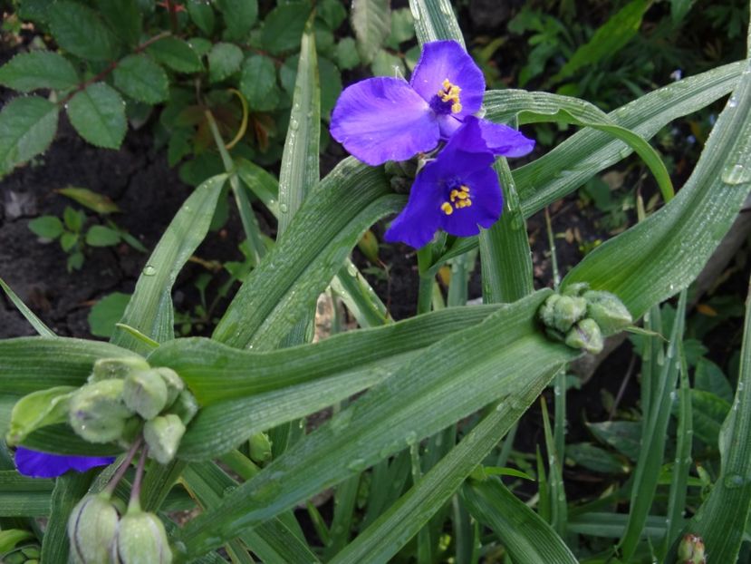 Zori de Zi - Bye-Bye Primavara