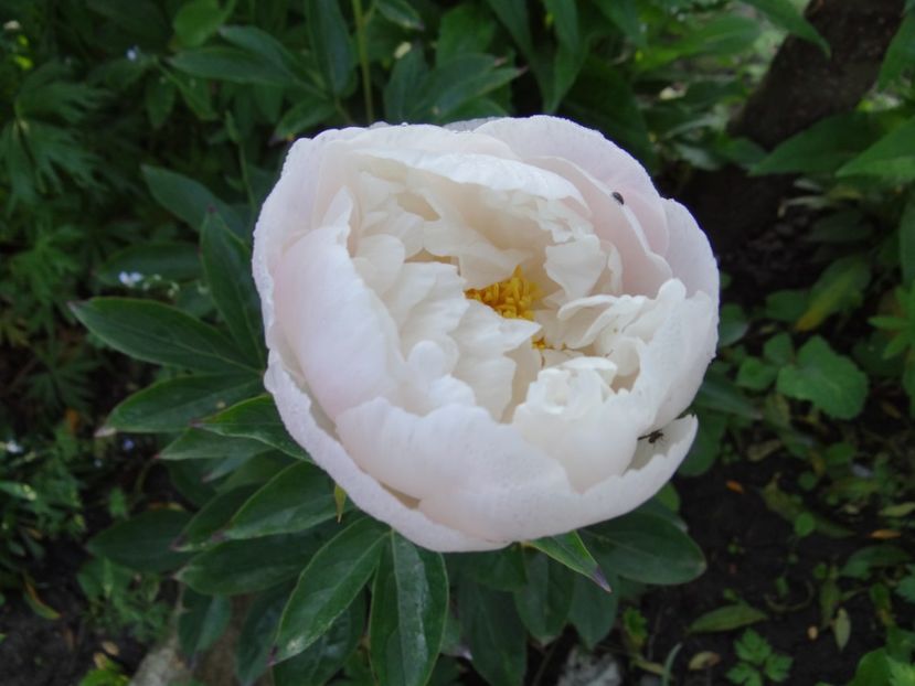 polonez la prima inflorire - Bye-Bye Primavara