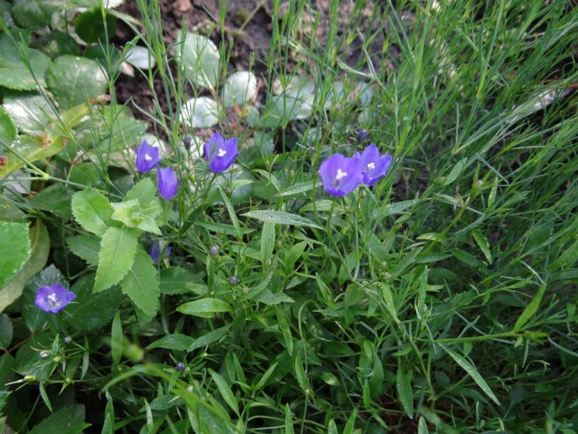 clopotei - Bye-Bye Primavara