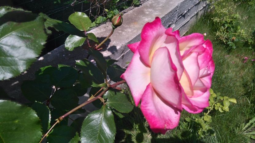 Rina Herholdt - Trandafiri comerciali urcatori