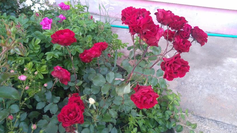 Don Juan - Trandafiri comerciali urcatori