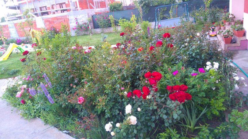  - Trandafiri comerciali urcatori