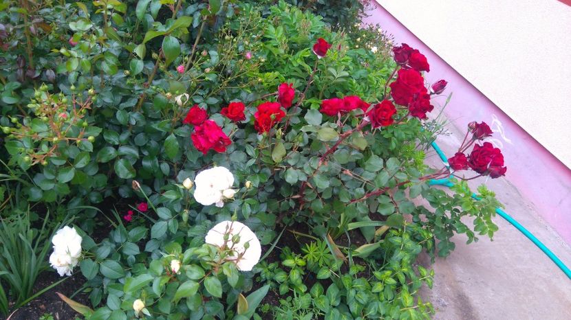  - Trandafiri comerciali urcatori