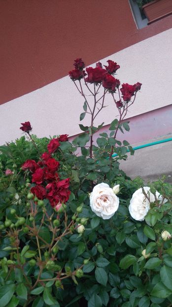  - Trandafiri comerciali urcatori
