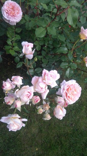  - Abraham Darby