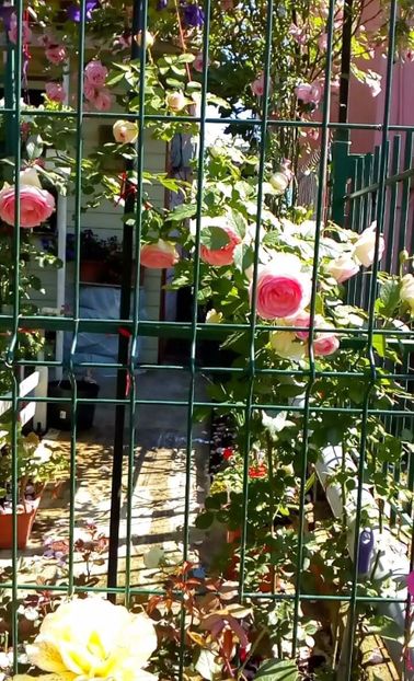 received_1355485661155638 - Trandafiri 2017