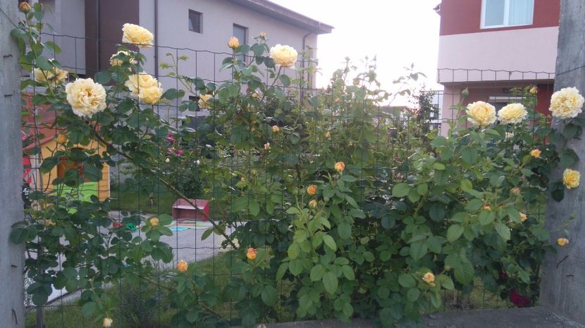  - Cyrano de Bergerac