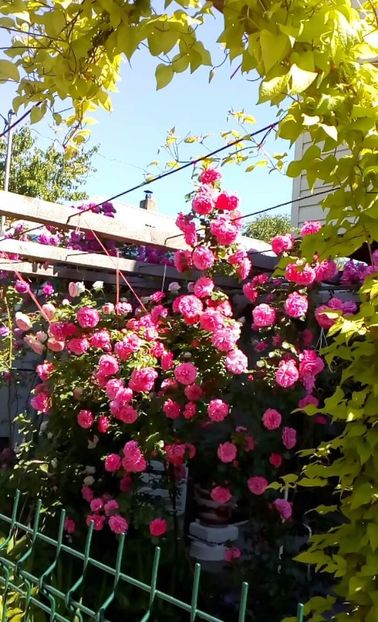 received_1355486394488898 - Trandafiri 2017