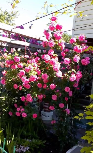 received_1355486484488889 - Trandafiri 2017