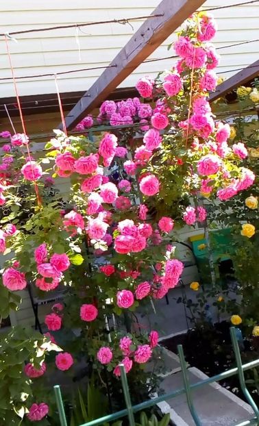 received_1355486917822179 - Trandafiri 2017