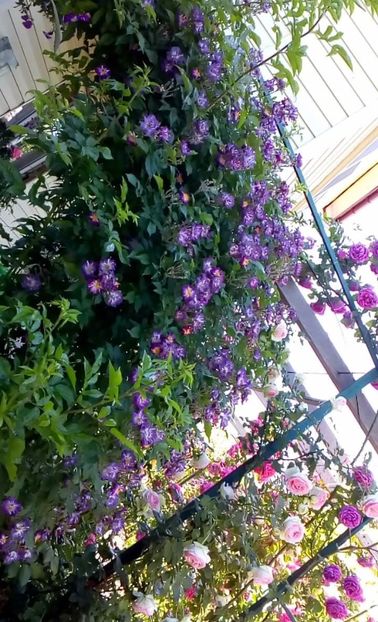 received_1355488014488736 - Trandafiri 2017