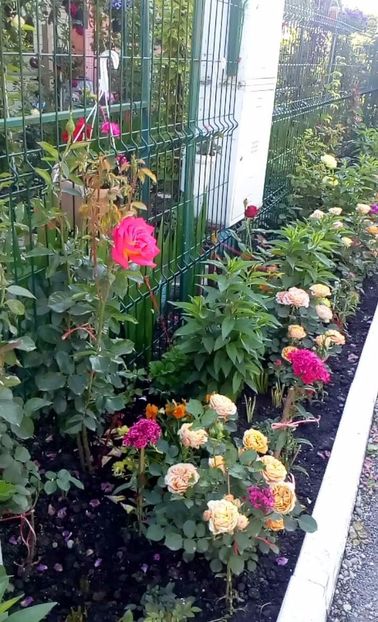 received_1356294751074729 - Trandafiri 2017