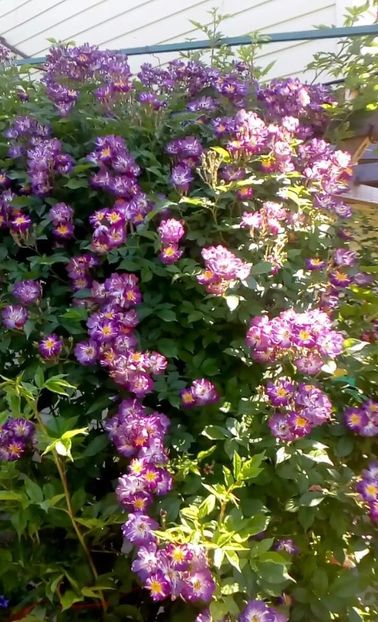 received_1356366797734191 - Trandafiri 2017