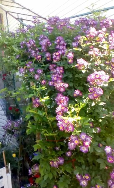 received_1356367061067498 - Trandafiri 2017