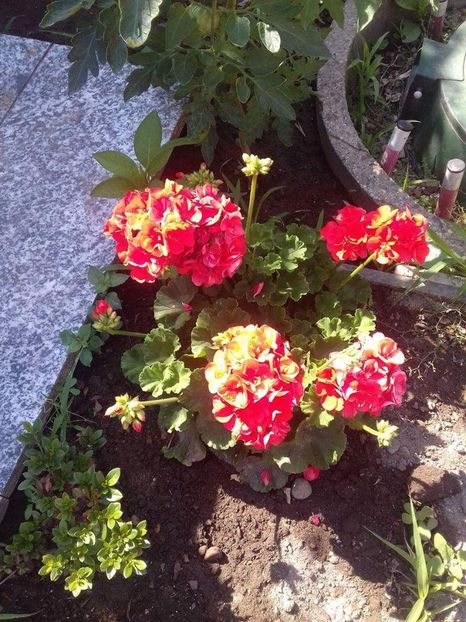 received_1350804928339216 - Trandafiri 2017