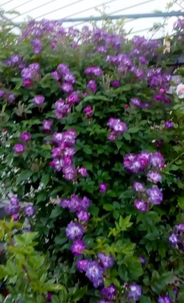 orca-image-1496025017926.jpg_1496025018461 - Trandafiri 2017