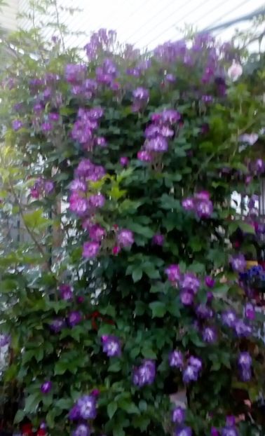 orca-image-1496024970368.jpg_1496024970750 - Trandafiri 2017