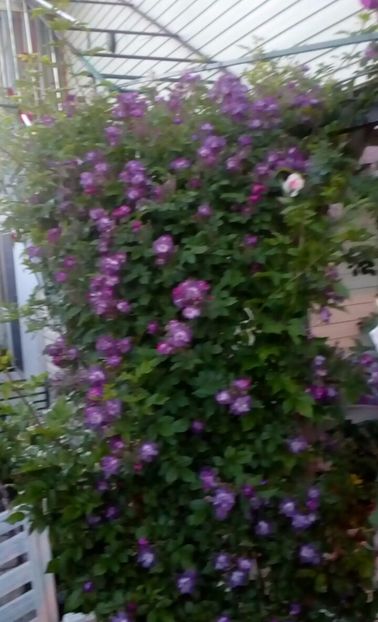 orca-image-1496024957033.jpg_1496024957387 - Trandafiri 2017