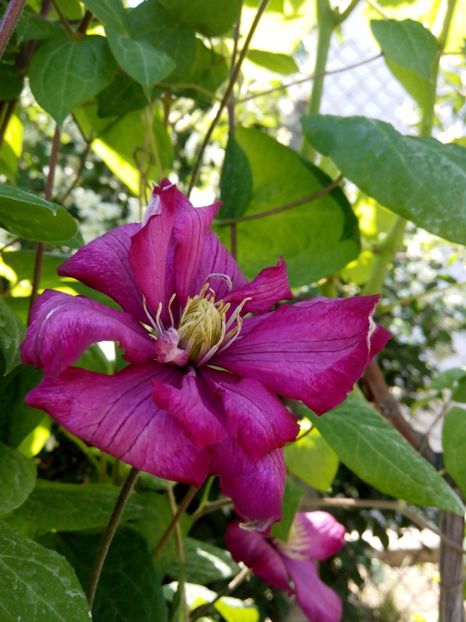  - clematis 2017