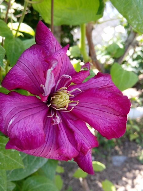  - clematis 2017