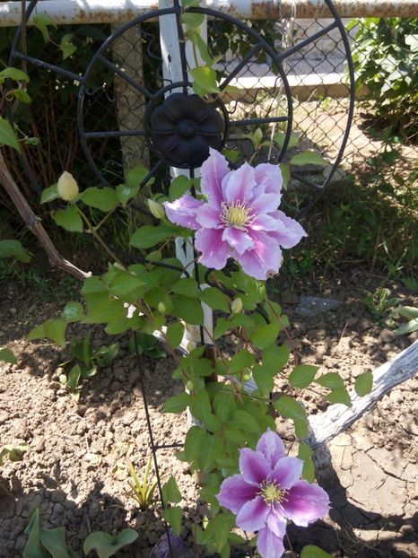  - clematis 2017