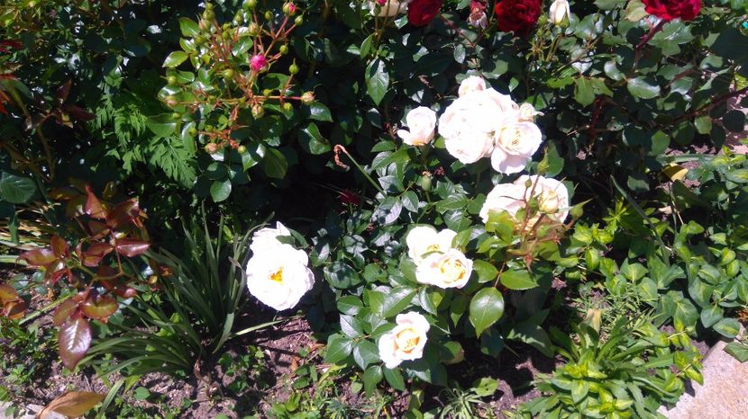  - Uetersener klosterrose- urcator