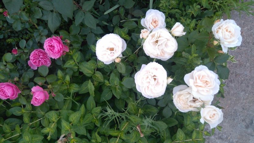  - Uetersener klosterrose- urcator