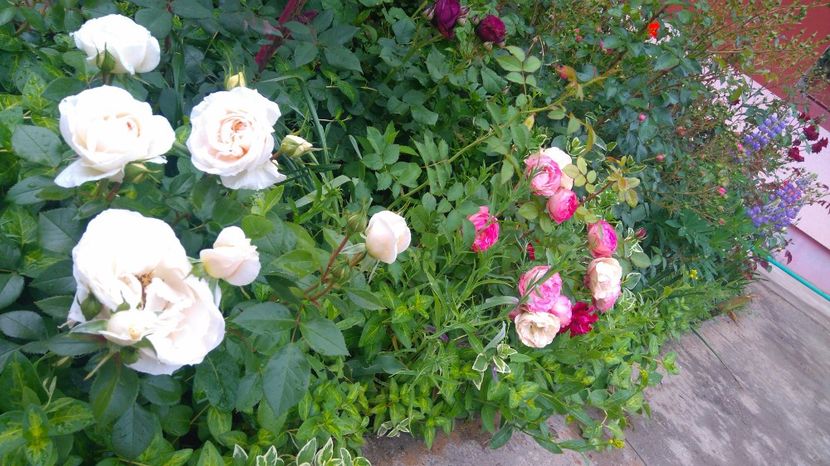  - Uetersener klosterrose- urcator