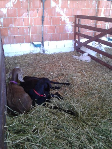 Fotografie0155 - 20---expozitie banatagralim 27 05 2017