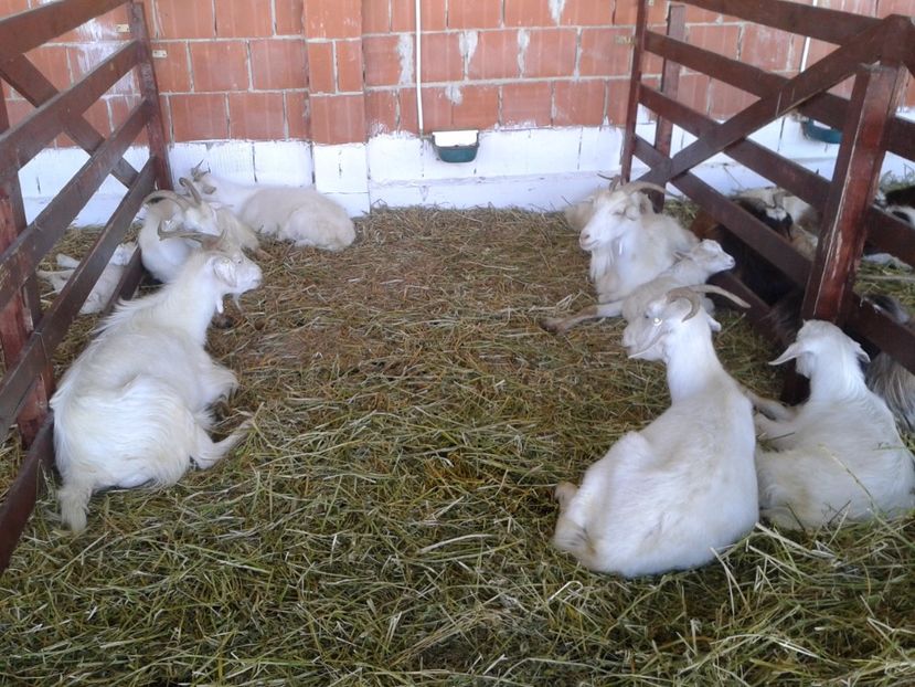 Fotografie0156 - 20---expozitie banatagralim 27 05 2017