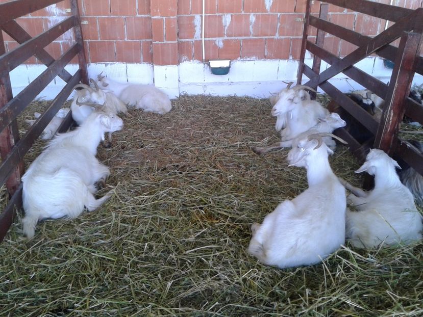 Fotografie0157 - 20---expozitie banatagralim 27 05 2017