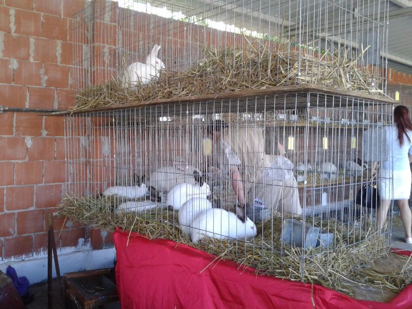 Fotografie0159 - 20---expozitie banatagralim 27 05 2017