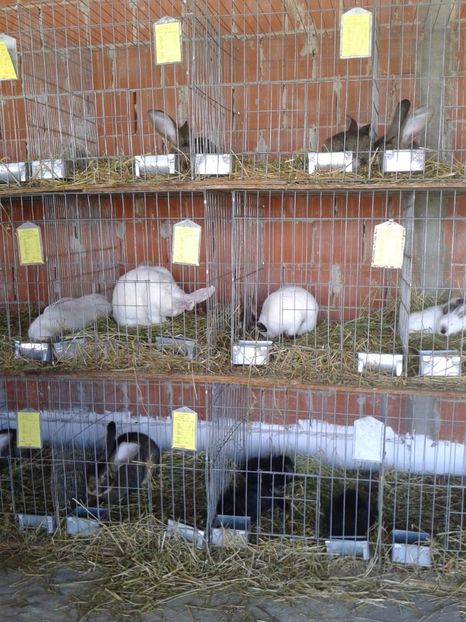 Fotografie0160 - 20---expozitie banatagralim 27 05 2017