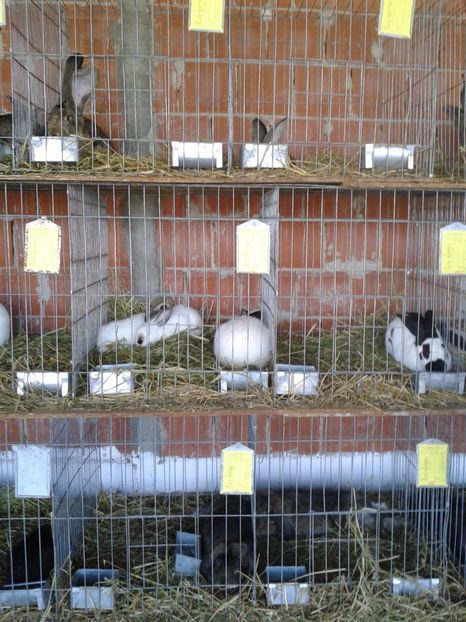 Fotografie0161 - 20---expozitie banatagralim 27 05 2017