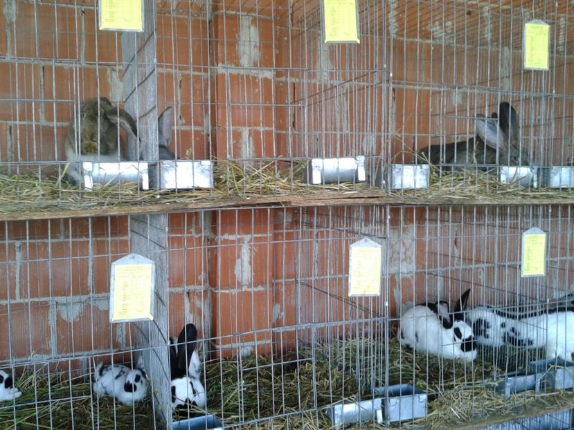 Fotografie0163 - 20---expozitie banatagralim 27 05 2017