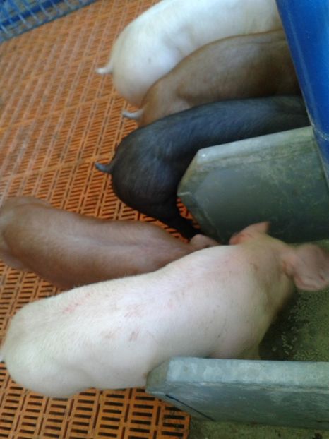 Fotografie0166 - 20---expozitie banatagralim 27 05 2017