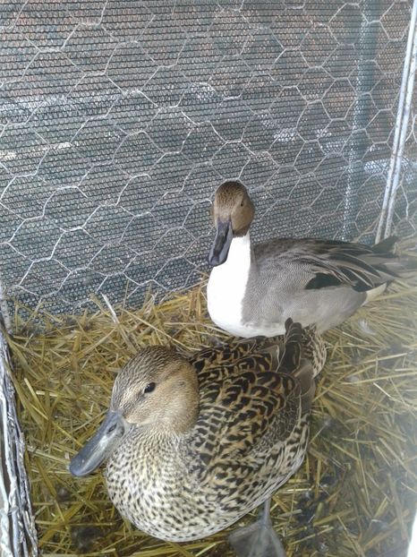 Fotografie0174 - 20---expozitie banatagralim 27 05 2017