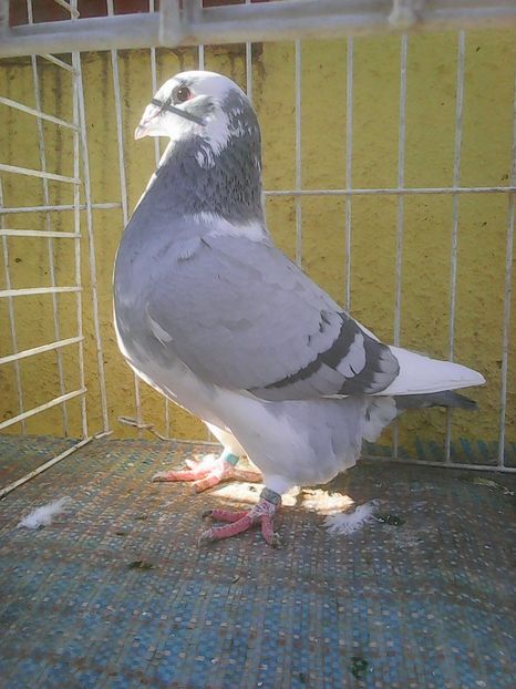 Photo0623 - Standard diverse culori