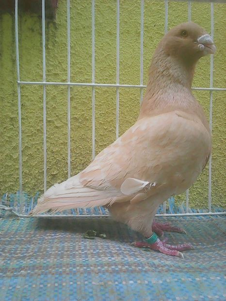 Photo0695 - Standard diverse culori