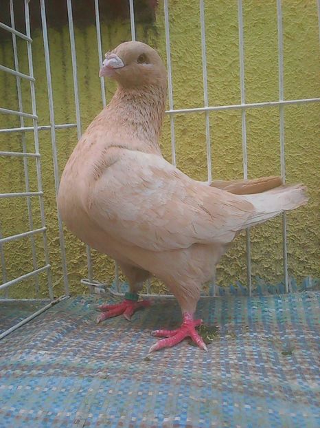 Photo0698 - Standard diverse culori