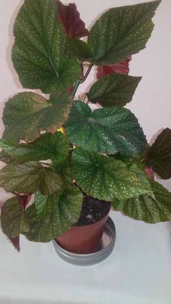 B.Corallina_1[1] - Begoniile mele cu frunze decorative