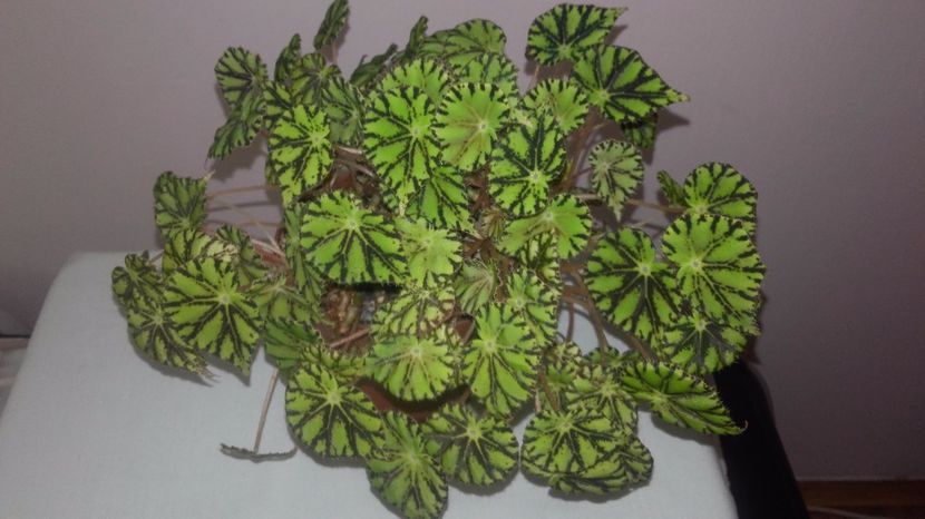 Begonia_Bowarae_Nigrimarga[1] - Begoniile mele cu frunze decorative