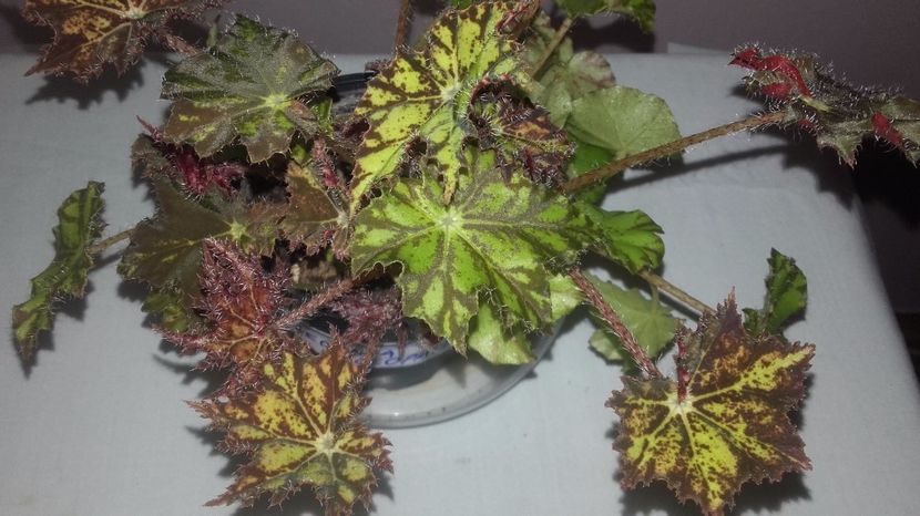 Begonia_Cleopatra_1[1] - Begoniile mele cu frunze decorative