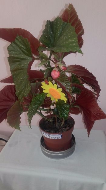 Begonia_Corallina[2] - Begoniile mele cu frunze decorative
