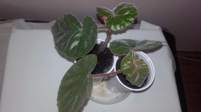 Begonia_Margaritae - Begoniile mele cu frunze decorative